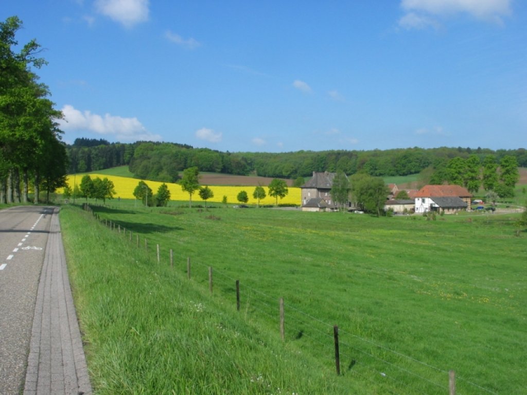 Koolzaadvelden in het heuvelland van Zuid-Limburg.